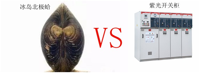 論長壽只服冰島北極蛤，選高壓開關(guān)柜認準紫光電氣